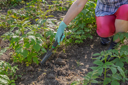 Female farmer is loosening soil around raspberry bushes using a small garden hand trowel.の写真素材