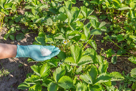 Farmer hand in a rubber glove holds chemical fertilizer to give it to strawberry bushes in the garden.の写真素材