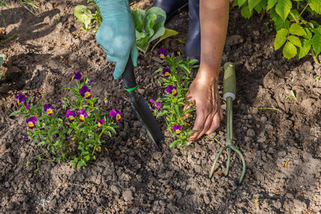 Gardener in nitrile gloves is planting viola flowers on the garden bed. Flower bed organization.の写真素材