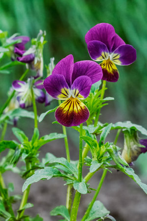 Close-up violets growing on the flower bed. Selective focus on the flower.の写真素材