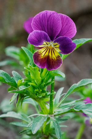 Close-up a violet growing on the flower bed. Selective focus on the flower.の写真素材