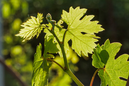 Close-up a young green grape leaf on a bush in the sunny day. Shallow depth of field.の写真素材