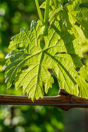 Close-up a young green grape leaf on a bush in the sunny day. Shallow depth of field.の写真素材