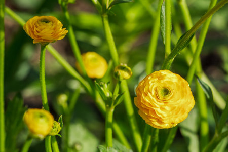 Close-up yellow Ranunculus asiaticus or Persian buttercup growing in the garden. Shallow depth of...