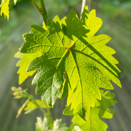 Close-up a young green grape leaf on a bush in the sunny day. Shallow depth of field.の写真素材