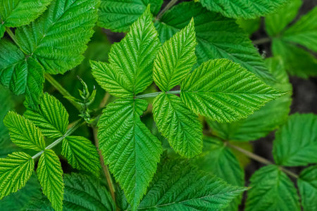 Green leaves of a raspberry bush growing in the spring garden. Top view.の写真素材