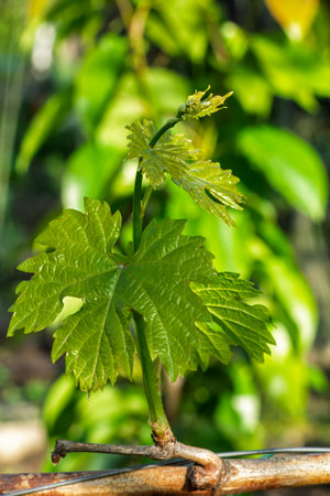 Close-up a young green grape leaf on a bush in the sunny day. Shallow depth of field.の写真素材