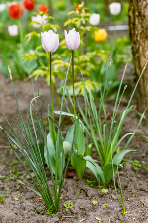 Tulips growing on a flowerbed in the garden with plants and trees on the blurred background.の写真素材