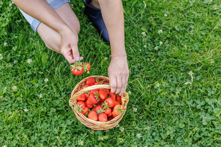 Full basket with just picked fresh red ripe strawberries and a female hand holding a berry with green grass on the background. Top view.の写真素材