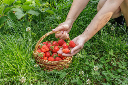 Gardener is gathering ripe strawberries. Ripe and unripe strawberries growing in the gardenの写真素材
