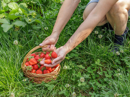 Gardener is gathering ripe strawberries. Ripe and unripe strawberries growing in the gardenの写真素材