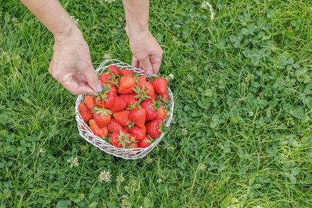 Full wicker basket with just picked fresh red ripe strawberries and a female hand holding berries with green grass on the background. Top view.の写真素材