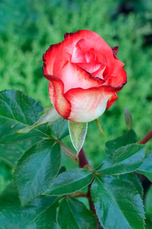 Red rose bud on the stem with the blurred natural background. Shallow depth of field.の写真素材