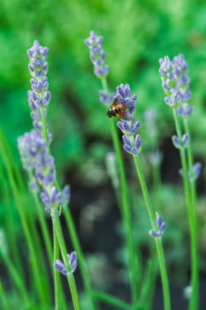 Close-up lavender flowers with a blurred natural background.