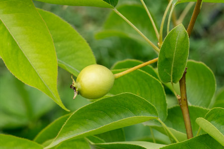 Close-up view of a green unripe pear growing in the orchard.の写真素材