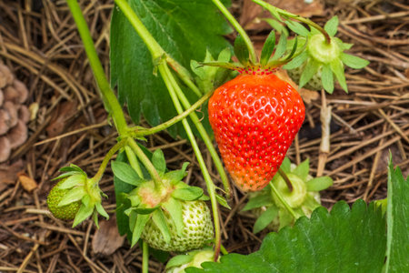 Strawberry plant. Strawberry bush in the garden with ripe and unripe berries laying on straw. Top view.の写真素材