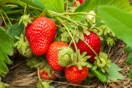 Strawberry plant. Strawberry bush in the garden with ripe and unripe berries laying on straw. Top view.の写真素材