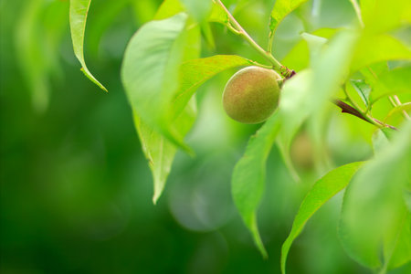 Close-up view of green unripe apricots on a tree with an orchard on the blurred background.の写真素材