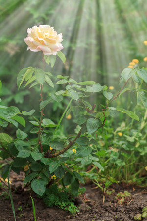 Yellow rose on the bush growing on the flower bed with sun rays. Shallow depth of field.の写真素材