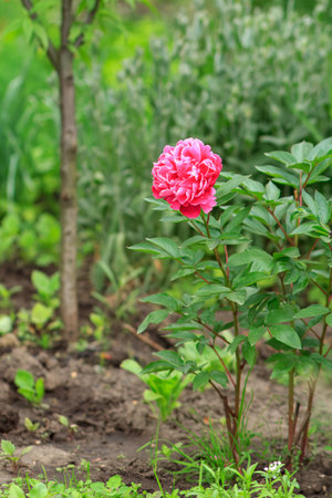Pink peony growing on the flower bed with a garden on the background. Shallow depth of field.の写真素材