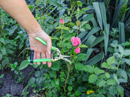 Female farmer looks after the garden. Spring pruning of rose bushes. Woman with a pruner shearing...