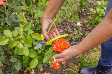 Female farmer looks after the garden. Pruning of rose bushes. Woman with a pruner shearing twigs...