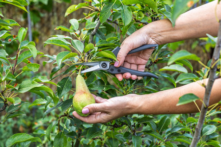 Female gardener is picking ripe pears from a tree in the orchard.