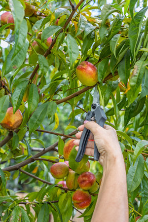 Female gardener is picking ripe nectarines from a tree in the orchard.