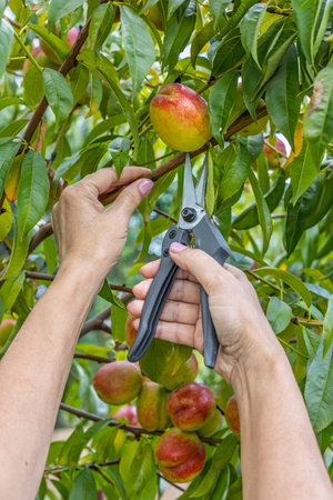 Female gardener is picking ripe nectarines from a tree in the orchard.