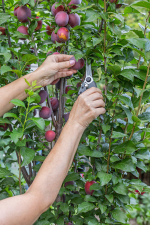 Female gardener is picking ripe plums from a tree in the orchard.