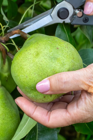 Female gardener is picking a ripe pear from a tree in the orchard.