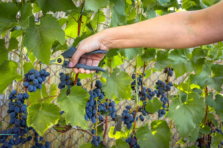 Bunches of ripe grapes on the bush and a woman's hand with a pruner.