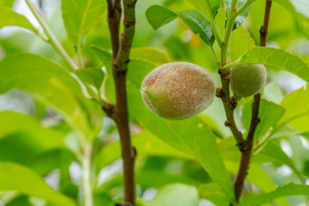 Close-up view of green unripe apricots on a tree with the orchard on the blurred background.の写真素材