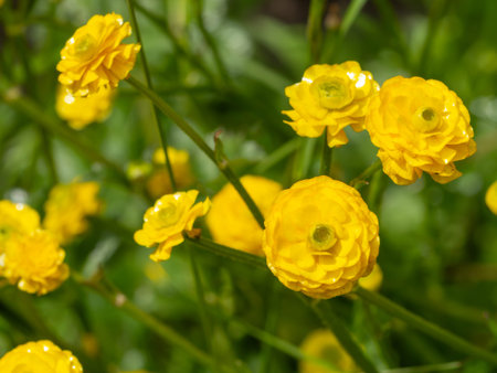 Yellow Ranunculus asiaticus or Persian buttercup growing in the garden. Shallow depth of field.