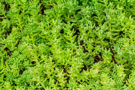 Close-up green tiny sedum hispanicum growing in the garden. Top view.の写真素材