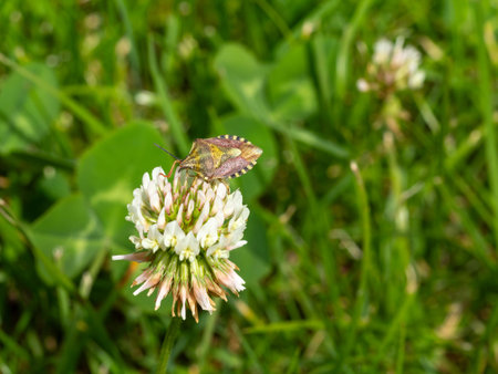 Close view of the clover flower with the Carpocoris purpureipennis beetle on the green grass.