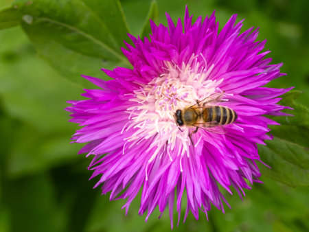 Close-up the bee sitting on the flowering Centaurea dealbata growing in the garden.