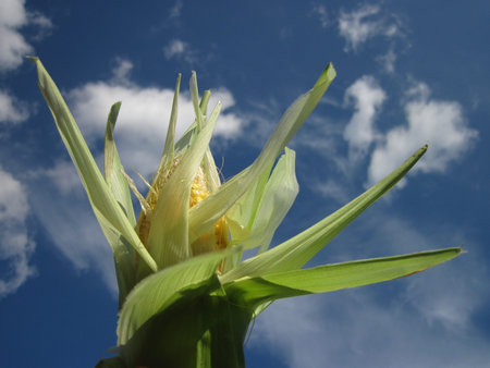 Partially pealed ear of corn in front of skyの写真素材