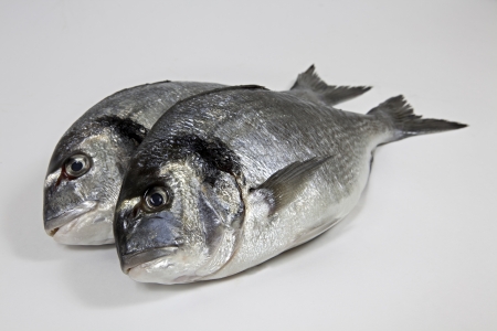 Fishes on withe backgroundの写真素材