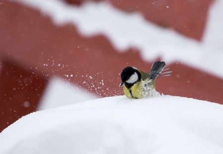 A bird gets bath in the snow in winterの写真素材