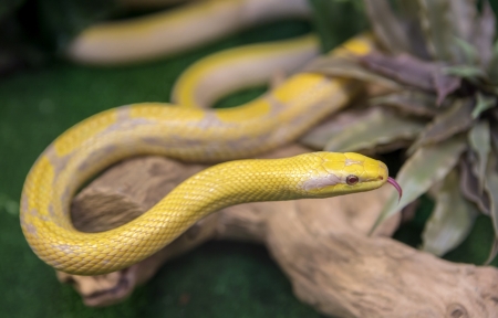 A snake at a terrarium in a zoo, orthriophis taeniurus albinoの写真素材