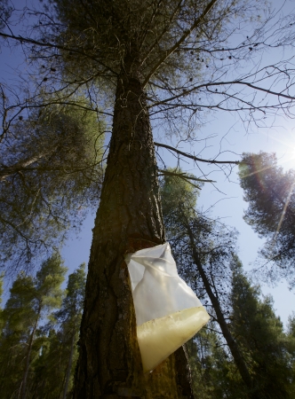 Collection of pine tree resinの写真素材