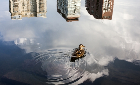 A duck swims in a pond in Moscowの写真素材