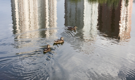 Ducks swim in a pond in Moscowの写真素材
