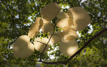 A branch with leafs in a park