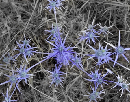 A bur with burs backgroundの写真素材