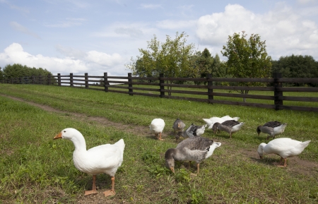 Ducks eat  grass in a farm in a village in Russiaの写真素材
