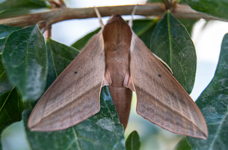 Image of brown moth on green leaves background. Insect. Animal.の写真素材