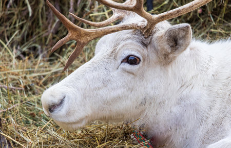 A white deer with antlers is laying down in a field of hay. The hay is brown and the deer is looking at the cameraの写真素材