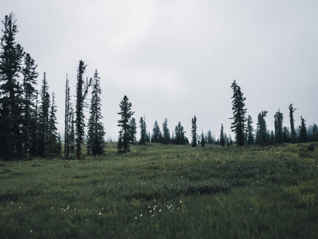 Foggy forest in the morning. Dark, myst forest